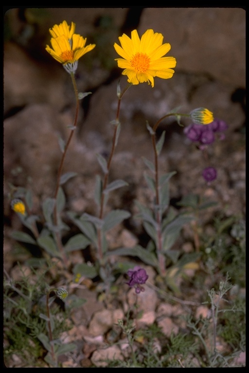 Geraea canescens Torr. & A. Gray的圖片