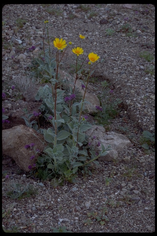 Geraea canescens Torr. & A. Gray的圖片