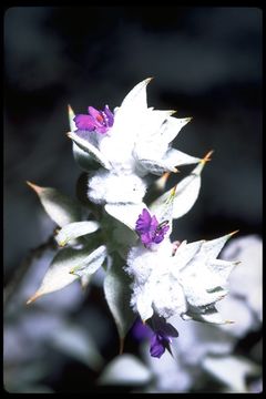 Image de Salvia funerea M. E. Jones