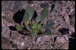 Image of devil's spineflower