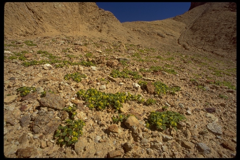 Image of goldencarpet