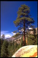 Image of Jeffrey Pine