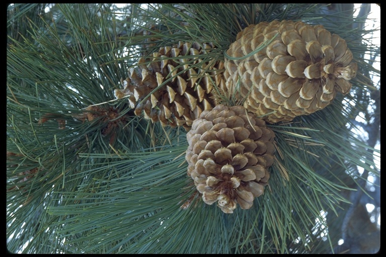 Image of Jeffrey Pine