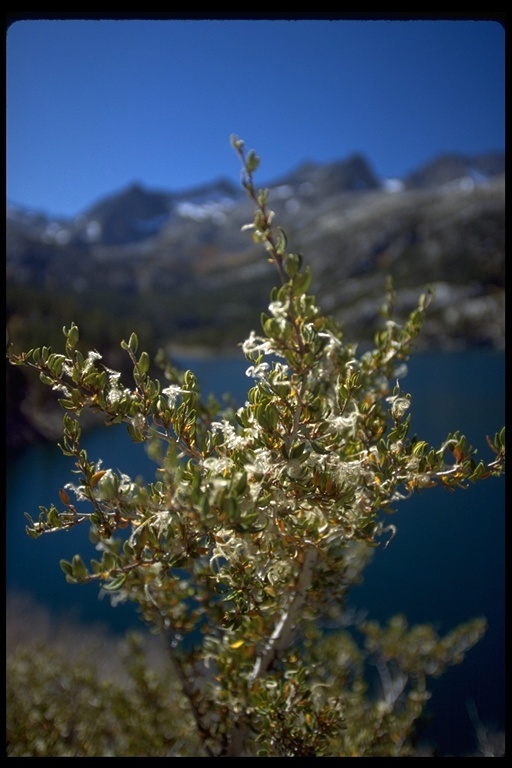 Plancia ëd Cercocarpus ledifolius Nutt.