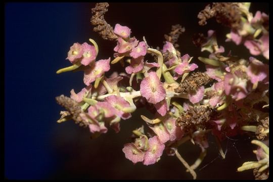 Image of black greasewood