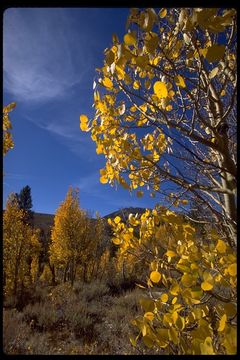 Image of quaking aspen