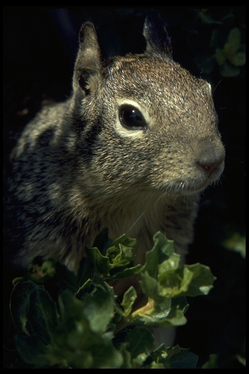 Image of California ground squirrel