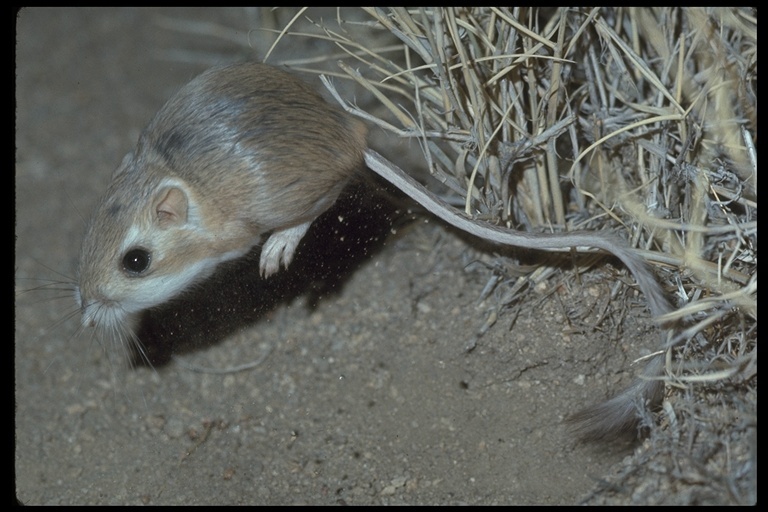 Image of Kangaroo rat