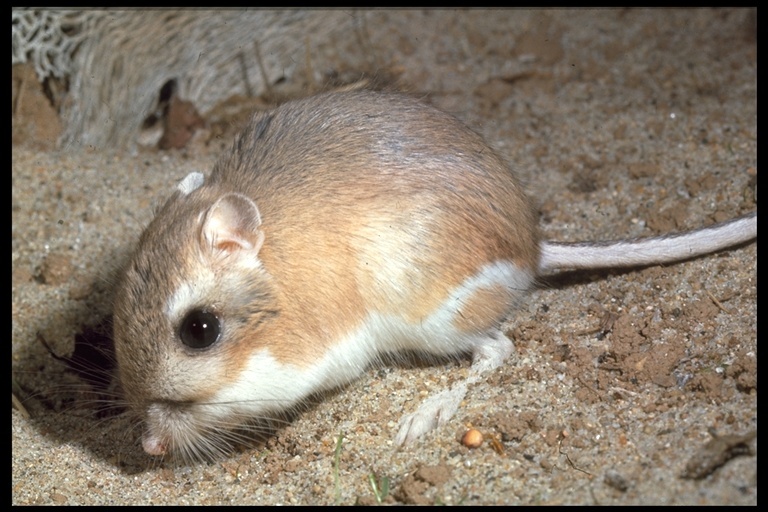 Image of Kangaroo rat