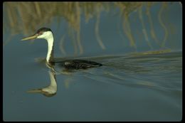 Image of Western Grebe