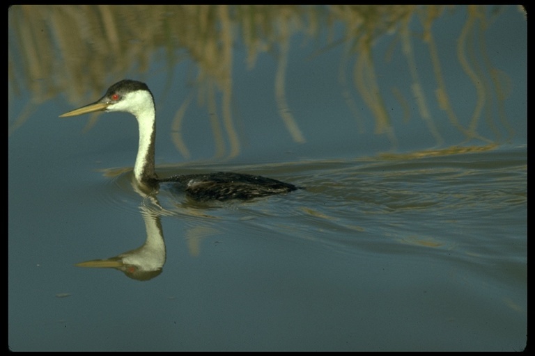 Image de Grèbe élégant