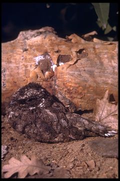 Image of Common Poorwill