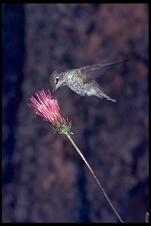 Image of Anna's Hummingbird