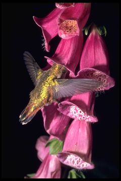 Image of Rufous Hummingbird