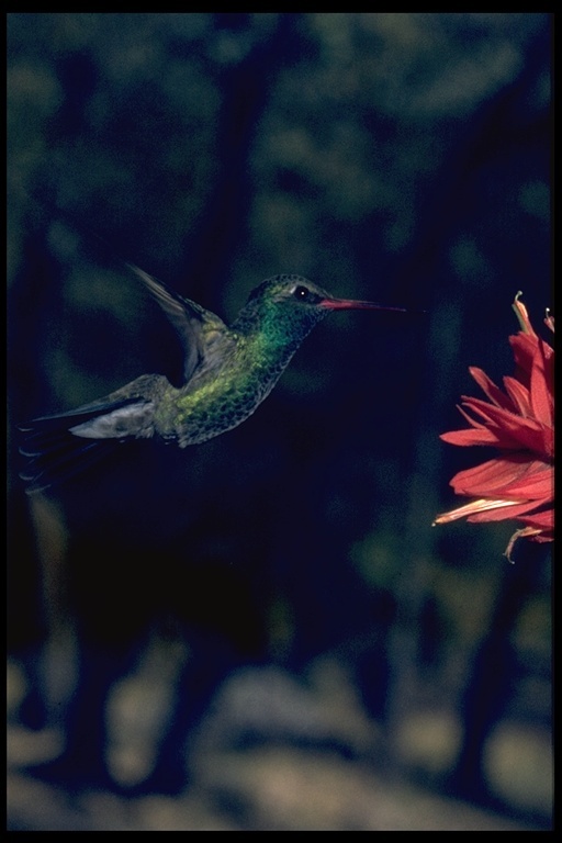 Image of Broad-billed Hummingbird