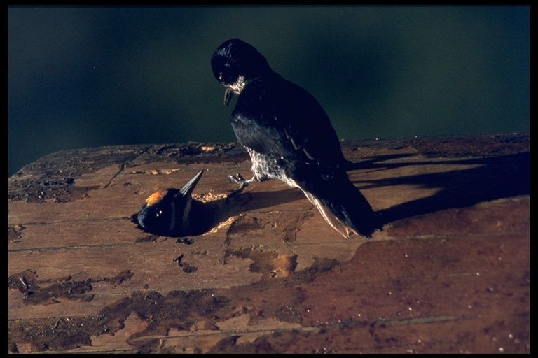 Image of Black-backed Woodpecker