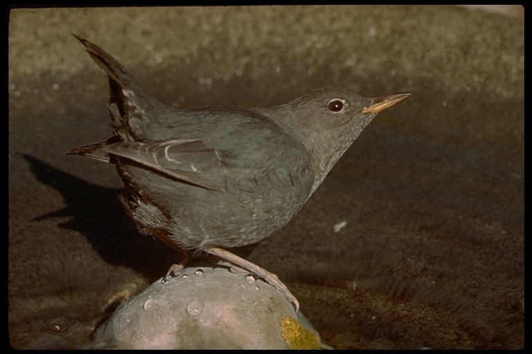 Image of American Dipper