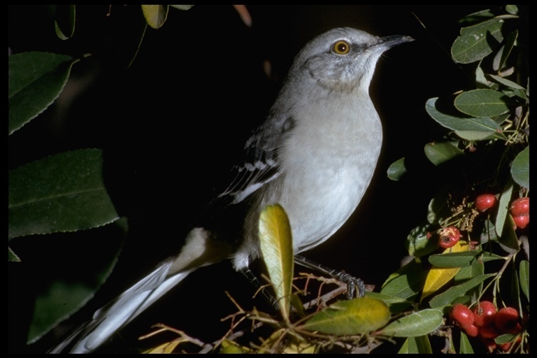 Image of Northern Mockingbird