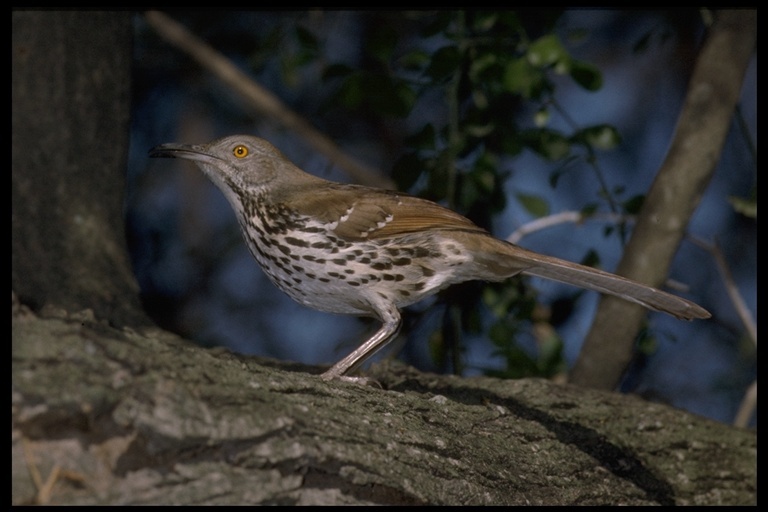 Image of Long-billed Thrasher