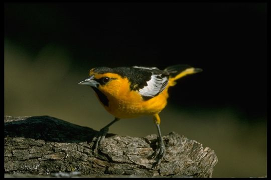 Image of Bullock's Oriole