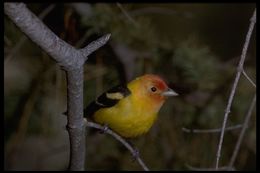 Image of Western Tanager