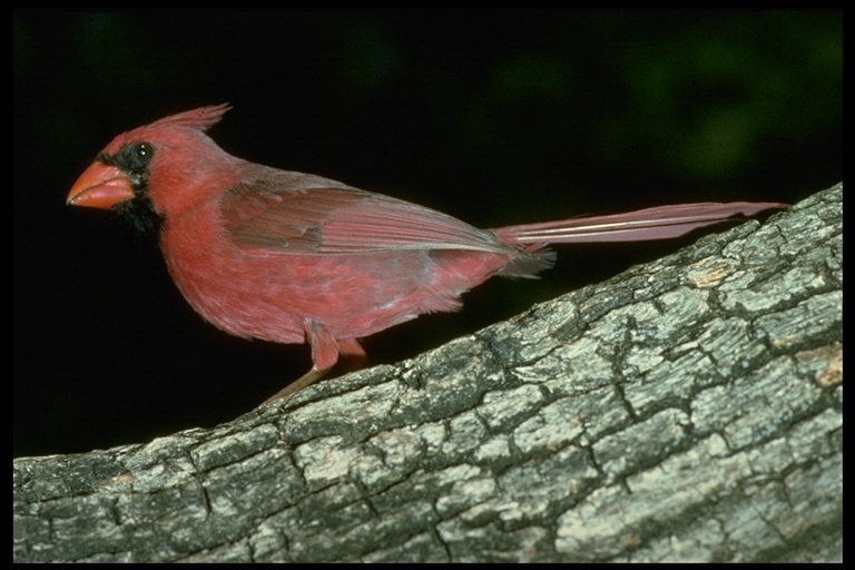 Слика од црвен кардинал