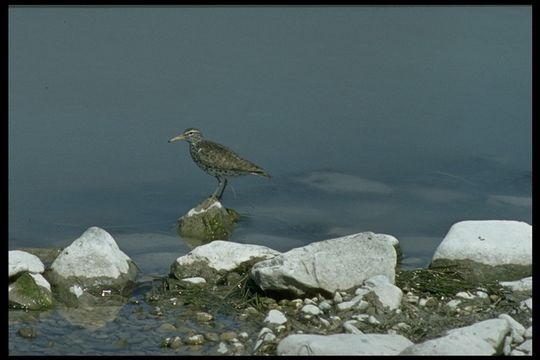 Image of Spotted Sandpiper