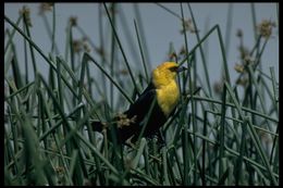 Image of Yellow-headed Blackbird