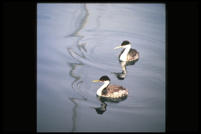 Image of Western Grebe