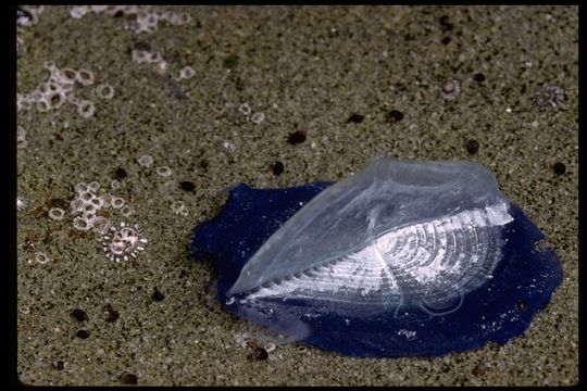 Velella velella (Linnaeus 1758) resmi