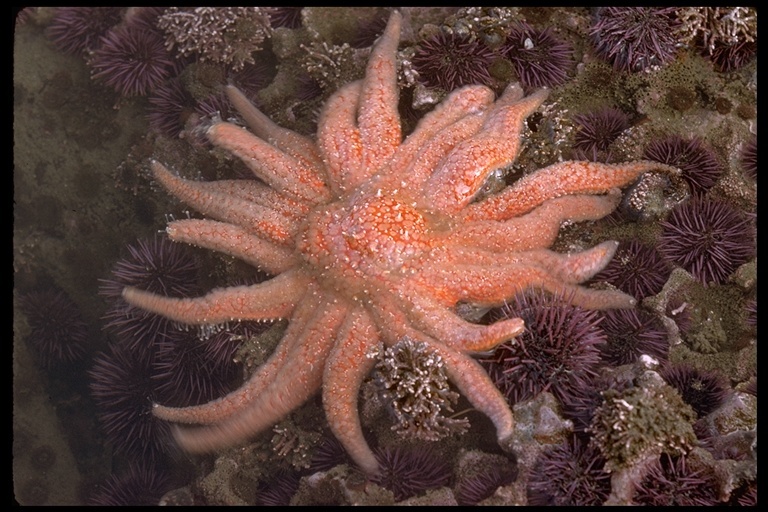 Image of Sunflower star