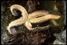 Image of sea stars