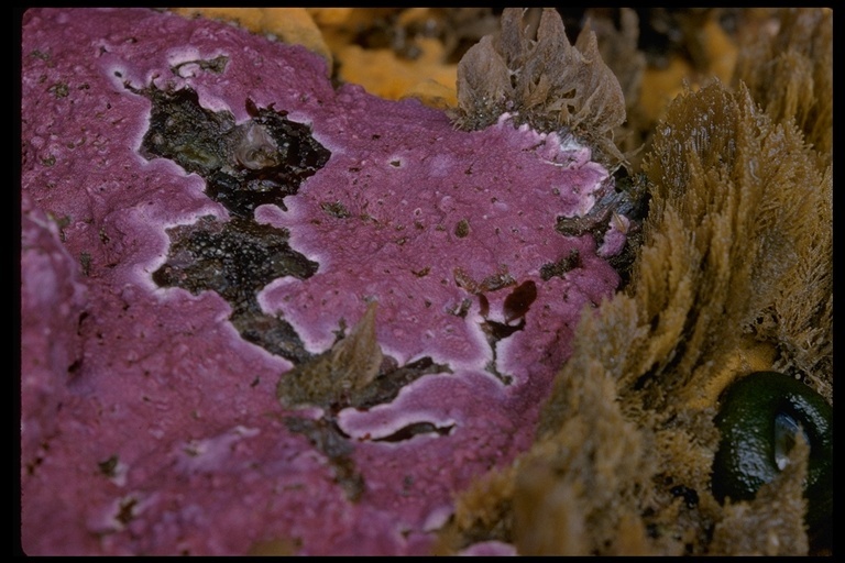 Image of demosponges