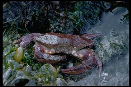 Image of Red Rock Crab