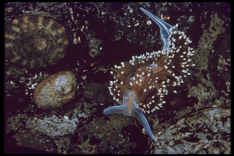 Image of Opalescent sea slug