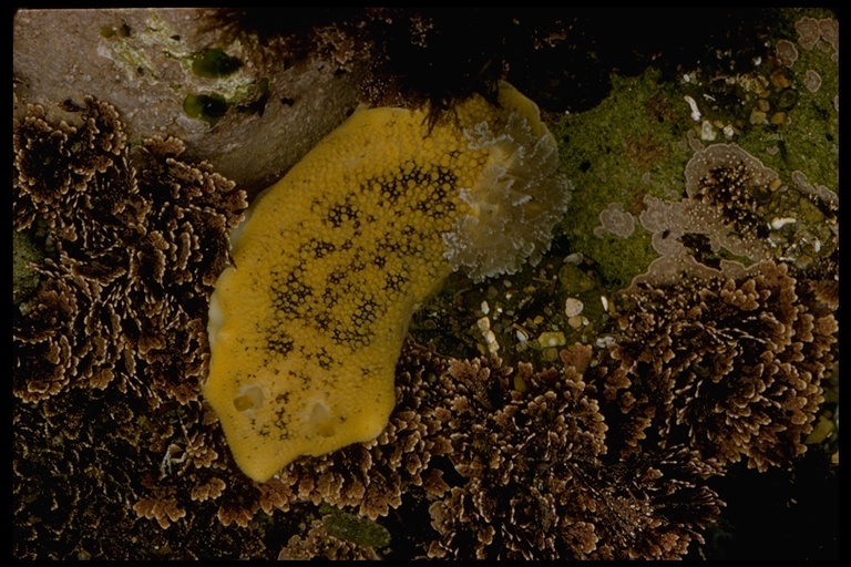 Image of Peltodoris nobilis (MacFarland 1905)