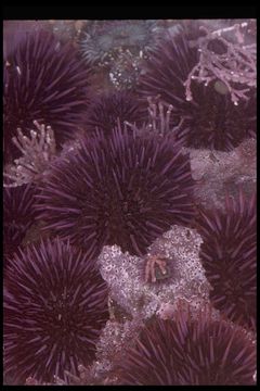 Image of Purple sea urchin