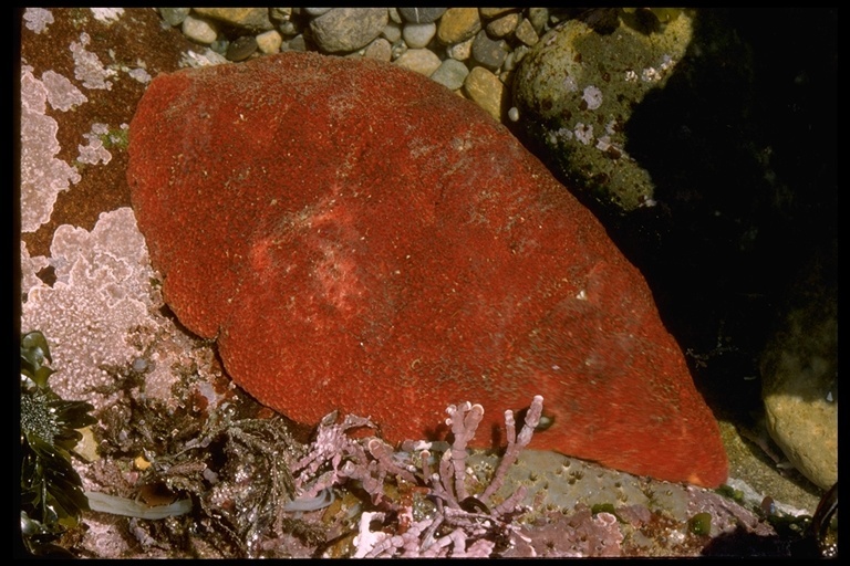 Image of giant Pacific chiton