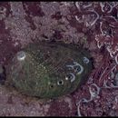 Image of flat abalone