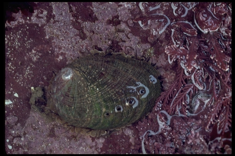 Image of flat abalone