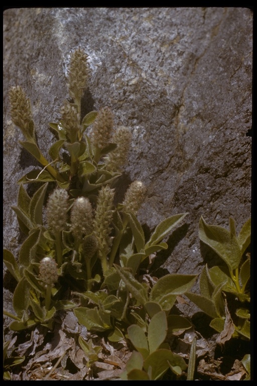 Salix petrophila Rydb. resmi