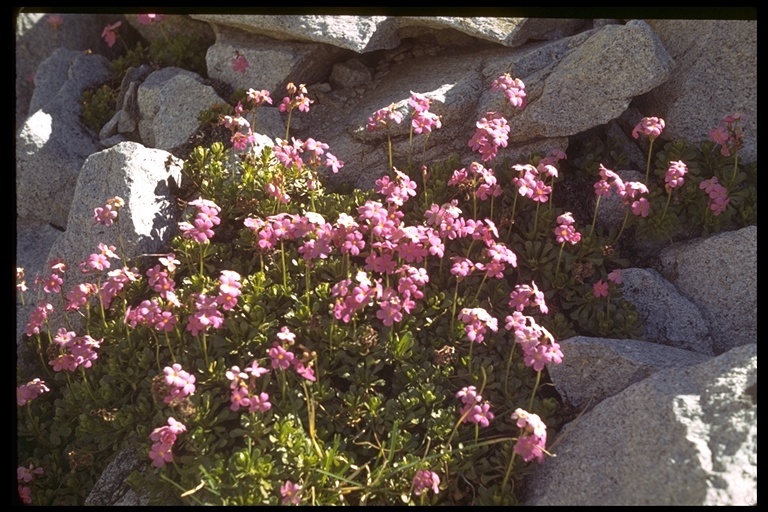 Plancia ëd Primula suffrutescens A. Gray