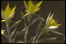 Image of giant blazing star