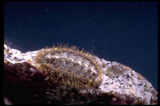 Image of Mossy chiton