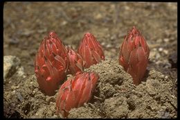 Image of snowplant