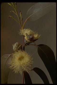 Image of Tasmanian blue gum