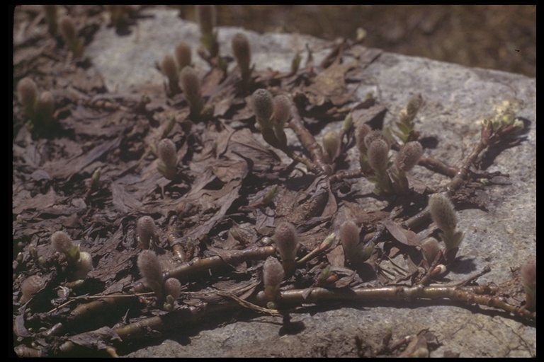 Image of alpine willow