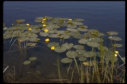 Image of Rocky Mountain pond-lily