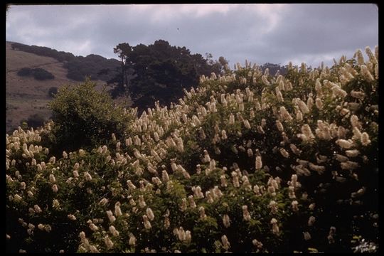 Image de Pavier de Californie