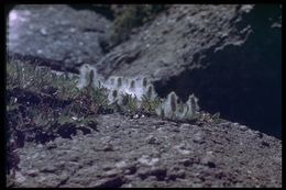 Salix petrophila Rydb. resmi